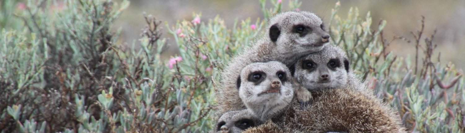Erdmännchen